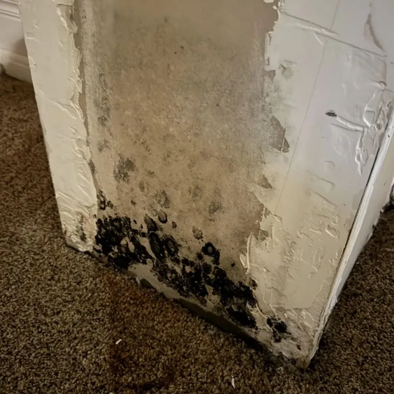 Professional Mold Removal in Windham County, CT